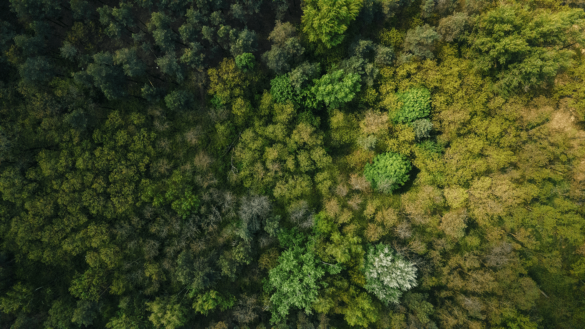 Ariel shot of trees